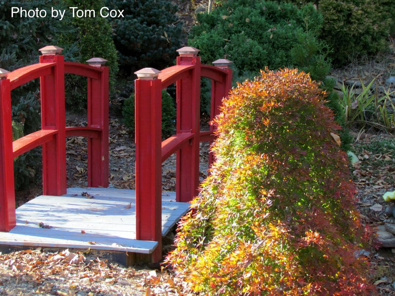 - FOR PICKUP ONLY | Acer palmatum 'Ryusen' Japanese Maple | DOES NOT SHIP - Mr Maple │ Buy Japanese Maple Trees