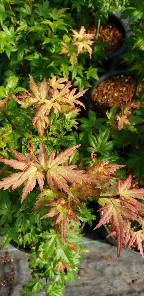 Buy Acer palmatum 'Ramona' Rare Japanese Maple — Mr Maple │ Buy ...