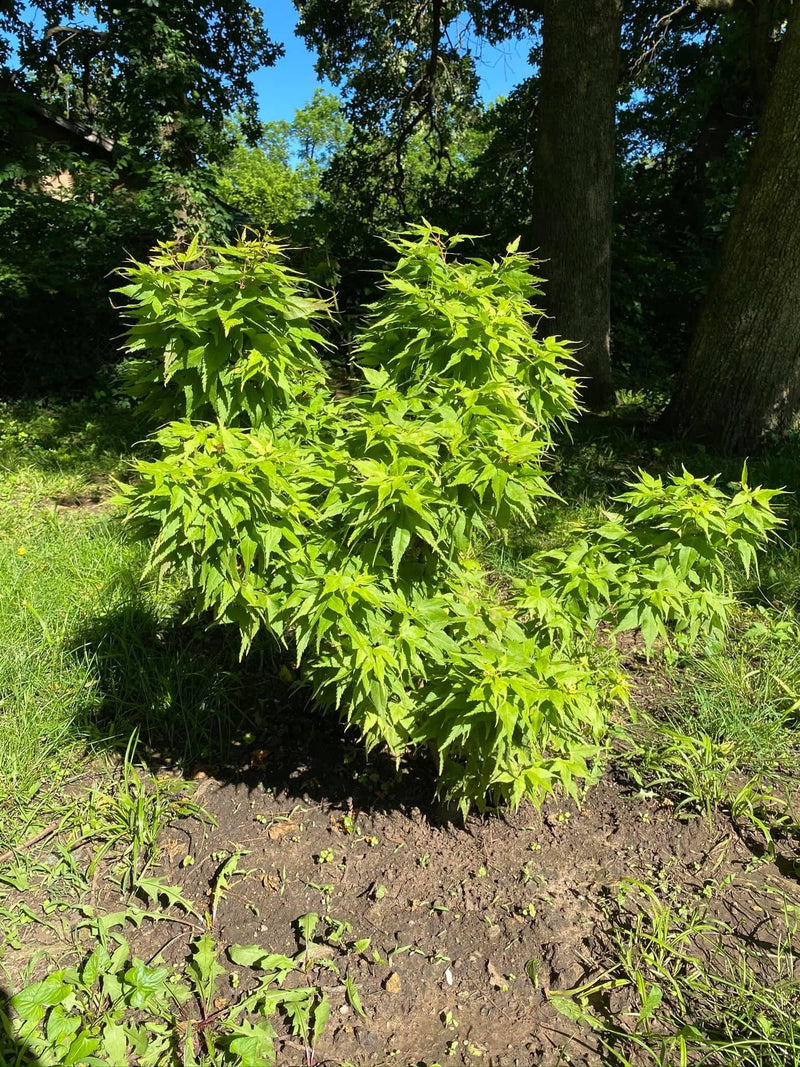 - FOR PICKUP ONLY | Acer palmatum 'Japanese Princess' Dwarf Japanese Maple | DOES NOT SHIP - Mr Maple │ Buy Japanese Maple Trees