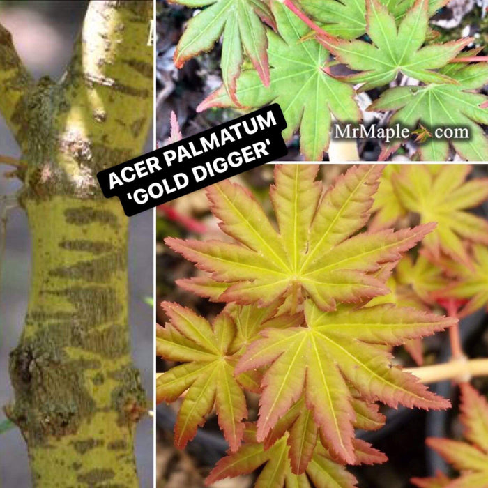 Acer palmatum 'Gold Digger' Yellow Coral Bark Japanese Maple