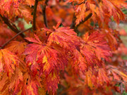 - FOR PICKUP ONLY | Acer japonicum 'Mai kujaku' Dancing Peacock Japanese Maple | DOES NOT SHIP - Mr Maple │ Buy Japanese Maple Trees