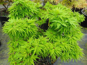 - FOR PICKUP ONLY | Acer palmatum 'Tattoo' Dwarf Japanese Maple | DOES NOT SHIP - Mr Maple │ Buy Japanese Maple Trees