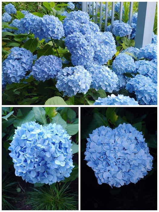 Hydrangea macrophylla 'Nikko Blue’ Blue Bloom Hydrangea