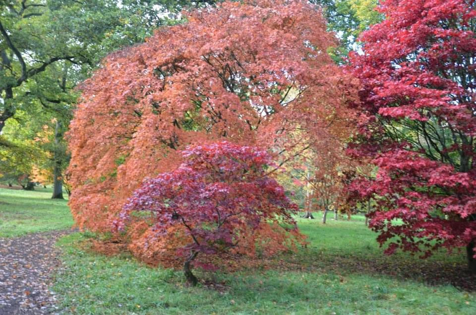 Acer palmatum 'Westonbirt Orange' Japanese Maple