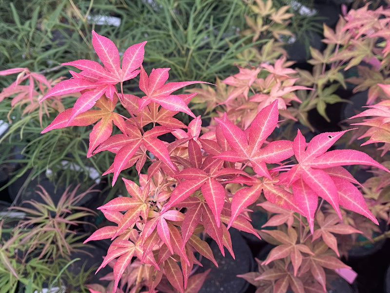 - Acer palmatum 'Gable's Glory' Chameleon Japanese Maple - Mr Maple │ Buy Japanese Maple Trees