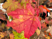 - FOR PICK UP ONLY | Acer palmatum 'Summer Gold' Japanese Maple | DOES NOT SHIP - Mr Maple │ Buy Japanese Maple Trees