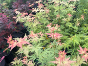 - Acer palmatum 'Ramona' Rare Japanese Maple - Mr Maple │ Buy Japanese Maple Trees