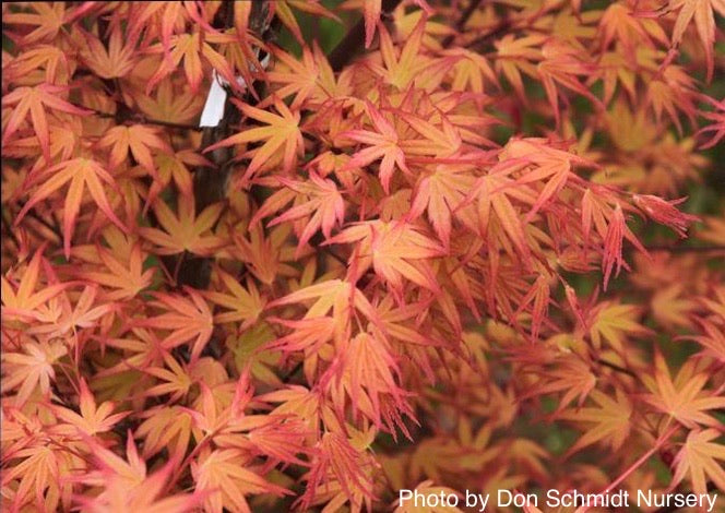 FOR PICKUP ONLY | Acer palmatum 'Coral Magic' Pink Japanese Maple | DOES NOT SHIP