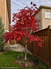 - FOR PICKUP ONLY | Acer japonicum 'Mai kujaku' Dancing Peacock Japanese Maple | DOES NOT SHIP - Mr Maple │ Buy Japanese Maple Trees