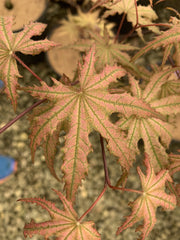 - FOR PICKUP ONLY | Acer palmatum 'Nebula' Variegated Japanese Maple | DOES NOT SHIP - Mr Maple │ Buy Japanese Maple Trees