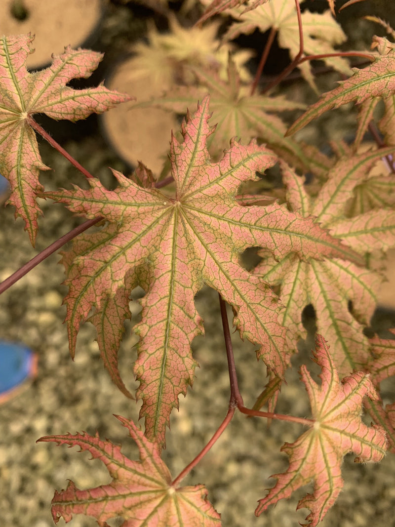 - FOR PICKUP ONLY | Acer palmatum 'Nebula' Variegated Japanese Maple | DOES NOT SHIP - Mr Maple │ Buy Japanese Maple Trees