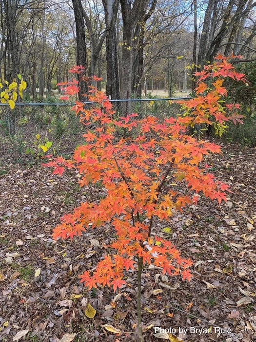 FOR PICKUP ONLY | Acer palmatum 'Ukigumo' Floating Clouds Japanese Maple | DOES NOT SHIP