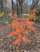 - FOR PICKUP ONLY | Acer palmatum 'Ukigumo' Floating Clouds Japanese Maple | DOES NOT SHIP - Mr Maple │ Buy Japanese Maple Trees