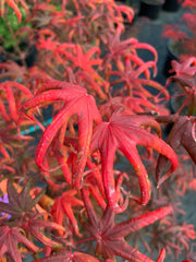 - FOR PICK UP ONLY | Acer palmatum 'Peve Starfish' Japanese Maple | DOES NOT SHIP - Mr Maple │ Buy Japanese Maple Trees