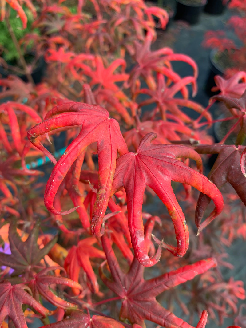 - FOR PICK UP ONLY | Acer palmatum 'Peve Starfish' Japanese Maple | DOES NOT SHIP - Mr Maple │ Buy Japanese Maple Trees