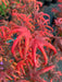 - FOR PICK UP ONLY | Acer palmatum 'Peve Starfish' Japanese Maple | DOES NOT SHIP - Mr Maple │ Buy Japanese Maple Trees