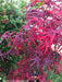 - FOR PICK UP ONLY | Acer palmatum 'Peve Starfish' Japanese Maple | DOES NOT SHIP - Mr Maple │ Buy Japanese Maple Trees