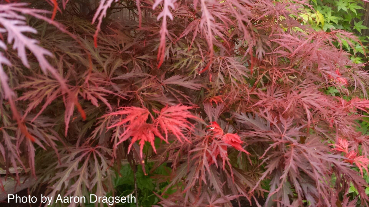 FOR PICKUP ONLY | Acer palmatum 'Garnet' Japanese Maple | DOES NOT SHIP