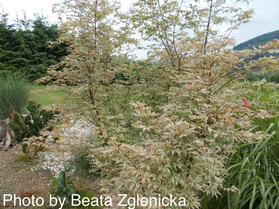 FOR PICKUP ONLY | Acer palmatum 'Ukigumo' Floating Clouds Japanese Maple | DOES NOT SHIP