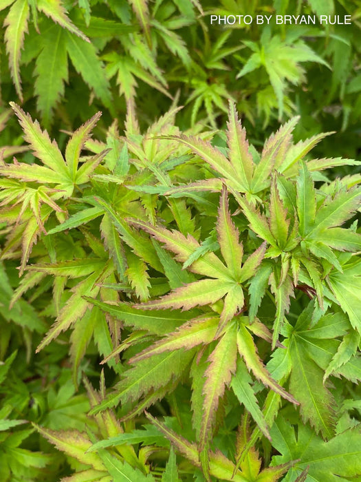 FOR PICKUP ONLY | Acer palmatum 'Sharp's Pygmy' Dwarf Japanese Maple | DOES NOT SHIP