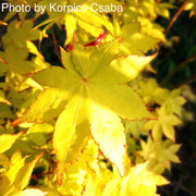 - FOR PICK UP ONLY | Acer palmatum 'Summer Gold' Japanese Maple | DOES NOT SHIP - Mr Maple │ Buy Japanese Maple Trees