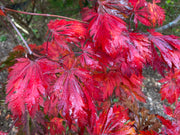 - FOR PICKUP ONLY | Acer japonicum 'Mai kujaku' Dancing Peacock Japanese Maple | DOES NOT SHIP - Mr Maple │ Buy Japanese Maple Trees