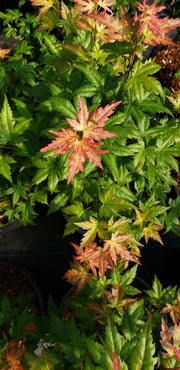 - Acer palmatum 'Ramona' Rare Japanese Maple - Mr Maple │ Buy Japanese Maple Trees