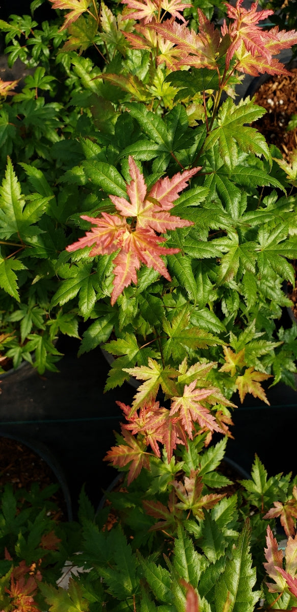 - Acer palmatum 'Ramona' Rare Japanese Maple - Mr Maple │ Buy Japanese Maple Trees