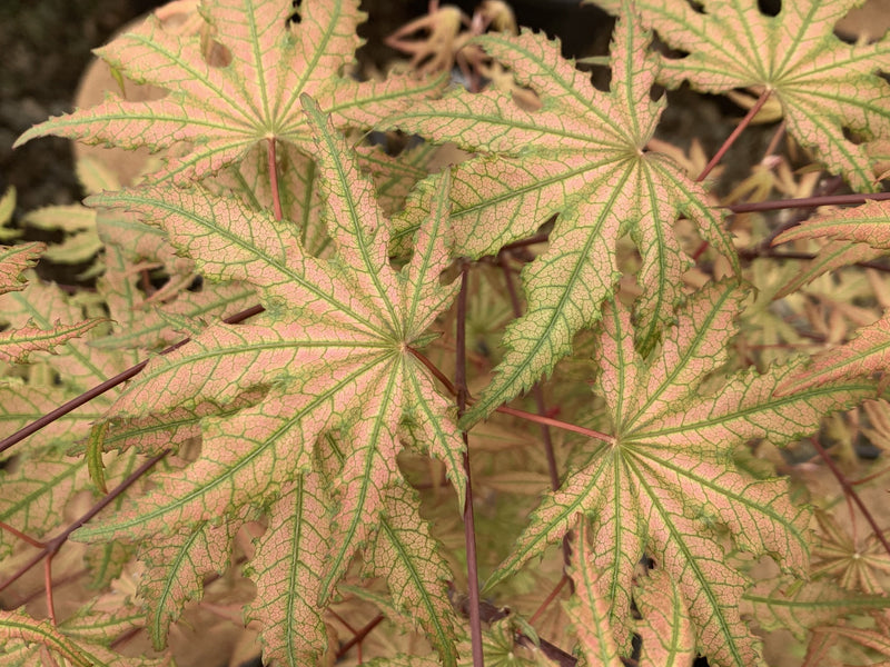 - FOR PICKUP ONLY | Acer palmatum 'Nebula' Variegated Japanese Maple | DOES NOT SHIP - Mr Maple │ Buy Japanese Maple Trees
