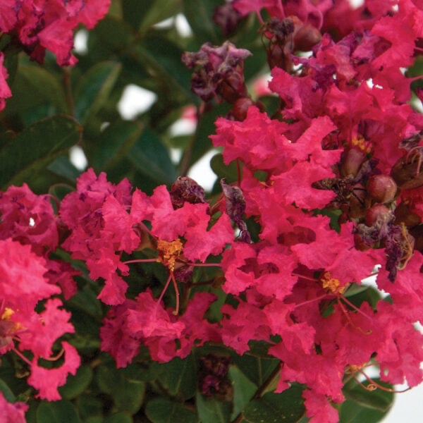 Lagerstroemia 'Bellini Raspberry®' Pink Flowering