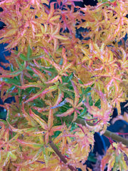 - FOR PICKUP ONLY | Acer palmatum 'Shishigashira' Lion's Head Japanese Maple | DOES NOT SHIP - Mr Maple │ Buy Japanese Maple Trees