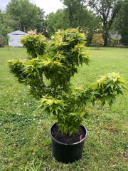 - FOR PICKUP ONLY | Acer palmatum 'Japanese Princess' Dwarf Japanese Maple | DOES NOT SHIP - Mr Maple │ Buy Japanese Maple Trees