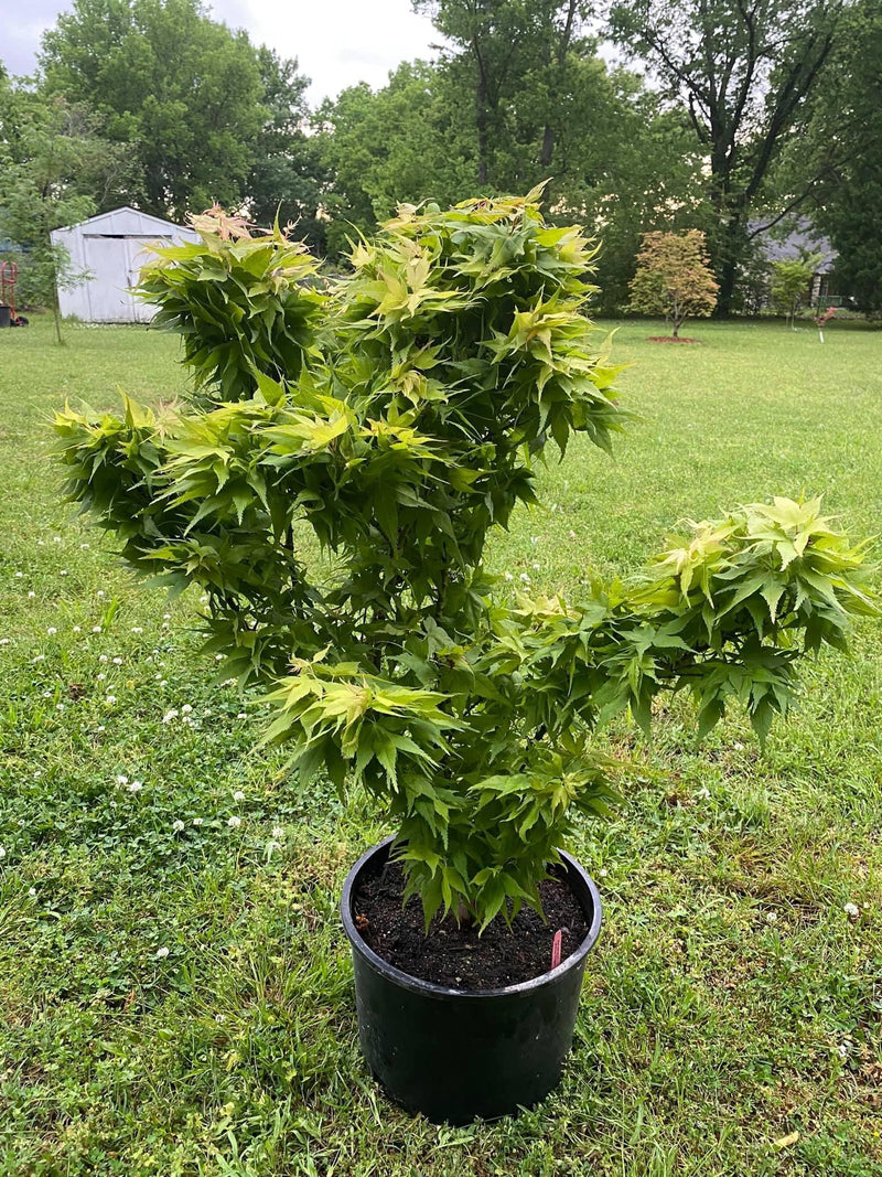 - FOR PICKUP ONLY | Acer palmatum 'Japanese Princess' Dwarf Japanese Maple | DOES NOT SHIP - Mr Maple │ Buy Japanese Maple Trees