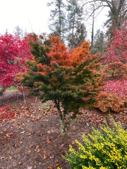 - FOR PICKUP ONLY | Acer palmatum 'Shishigashira' Lion's Head Japanese Maple | DOES NOT SHIP - Mr Maple │ Buy Japanese Maple Trees