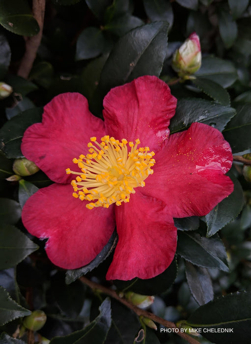 Camellia sasanqua 'Yuletide' Red Flowering Camellia