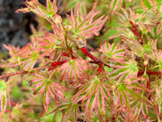 - FOR PICKUP ONLY | Acer palmatum 'Ikandi' Japanese Maple| DOES NOT SHIP - Mr Maple │ Buy Japanese Maple Trees