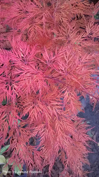 FOR PICKUP ONLY | Acer palmatum 'Emerald Lace' Japanese Maple | DOES NOT SHIP