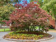 - FOR PICKUP ONLY | Acer japonicum 'Mai kujaku' Dancing Peacock Japanese Maple | DOES NOT SHIP - Mr Maple │ Buy Japanese Maple Trees