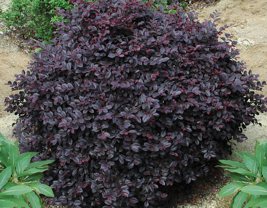 Loropetalum ‘Cerise Charm™' Purple Leaf Fringe Flower