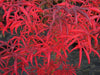 - FOR PICK UP ONLY | Acer palmatum 'Peve Starfish' Japanese Maple | DOES NOT SHIP - Mr Maple │ Buy Japanese Maple Trees