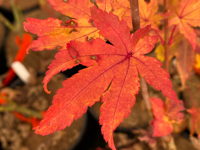 - FOR PICK UP ONLY | Acer palmatum 'Summer Gold' Japanese Maple | DOES NOT SHIP - Mr Maple │ Buy Japanese Maple Trees
