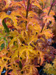 - FOR PICKUP ONLY | Acer palmatum 'Shishigashira' Lion's Head Japanese Maple | DOES NOT SHIP - Mr Maple │ Buy Japanese Maple Trees