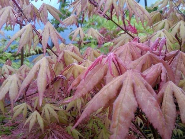 FOR PICK UP ONLY | Acer palmatum 'Amber Ghost' Japanese Maple | DOES NOT SHIP