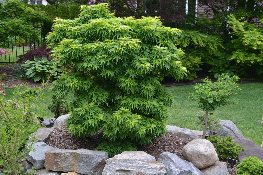 - FOR PICKUP ONLY | Acer palmatum 'Tattoo' Dwarf Japanese Maple | DOES NOT SHIP - Mr Maple │ Buy Japanese Maple Trees