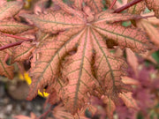 - FOR PICKUP ONLY | Acer palmatum 'Nebula' Variegated Japanese Maple | DOES NOT SHIP - Mr Maple │ Buy Japanese Maple Trees