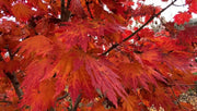 - FOR PICKUP ONLY | Acer japonicum ‘Rising Sun’ Japanese Maple | DOES NOT SHIP - Mr Maple │ Buy Japanese Maple Trees