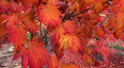 - FOR PICKUP ONLY | Acer japonicum ‘Rising Sun’ Japanese Maple | DOES NOT SHIP - Mr Maple │ Buy Japanese Maple Trees