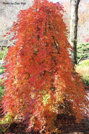 - FOR PICKUP ONLY | Acer palmatum 'Ryusen' Japanese Maple | DOES NOT SHIP - Mr Maple │ Buy Japanese Maple Trees