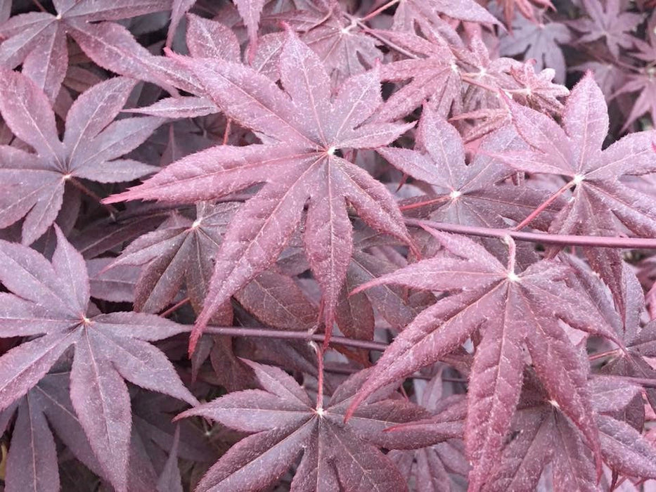 FOR PICK UP ONLY | Acer palmatum 'Moonfire' Japanese Maple | DOES NOT SHIP