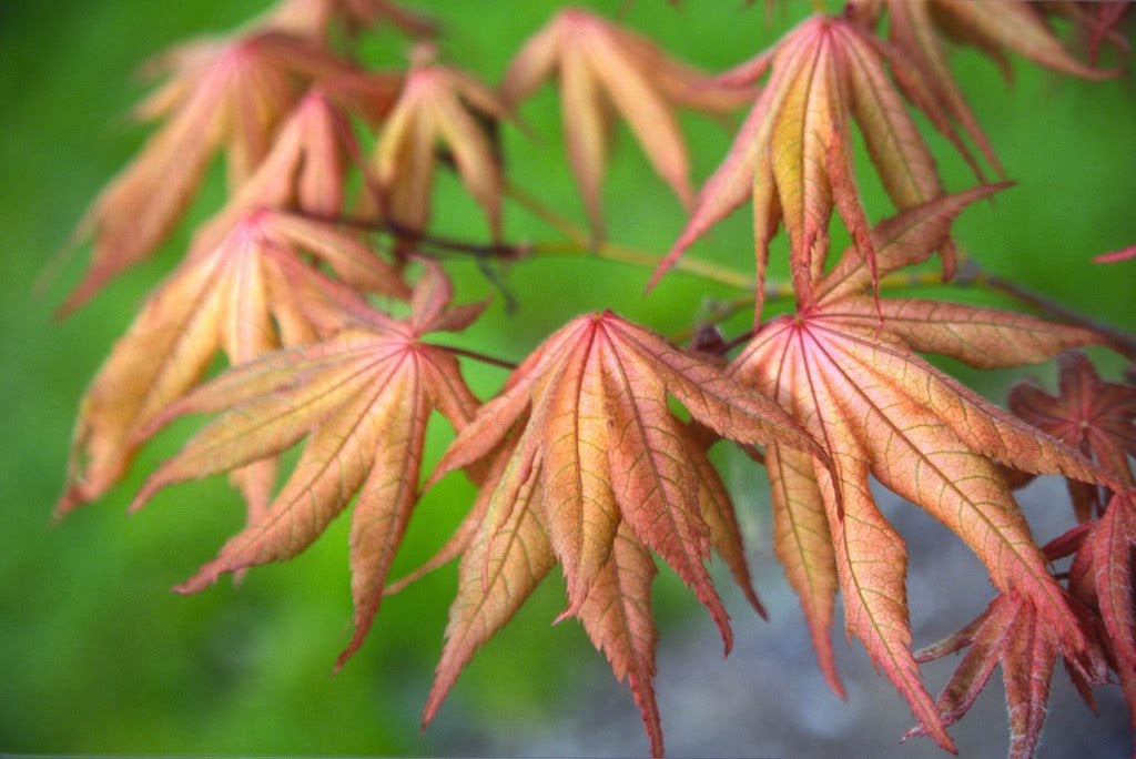 FOR PICK UP ONLY | Acer palmatum 'Amber Ghost' Japanese Maple | DOES NOT SHIP